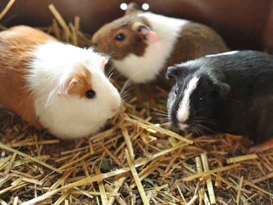 Obgryzanie włosów u świnek morskich