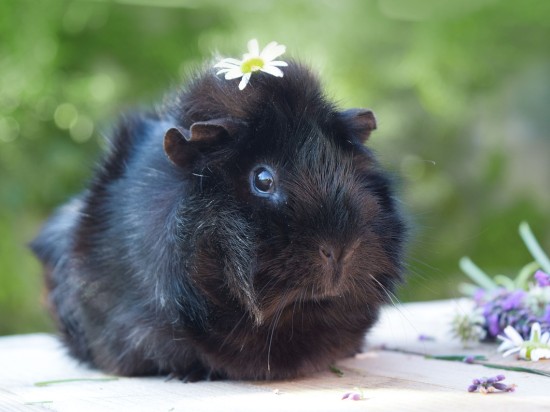 Wszoły u świnek norskich