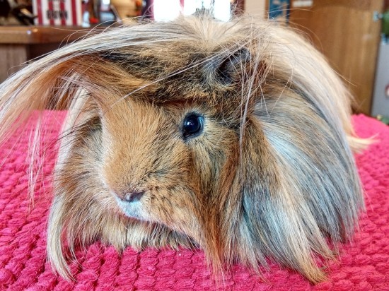 Roztocza u świnki morskiej