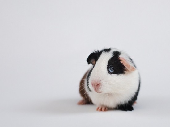 Pielęgnacja świnek morskich