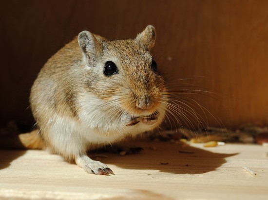 Choroba Tyzzera u myszoskoczków