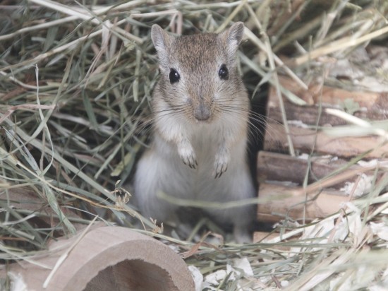 Roztocza u myszoskoczków