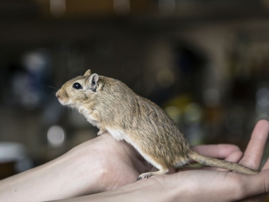 Podstawy opieki nad myszoskoczkiem