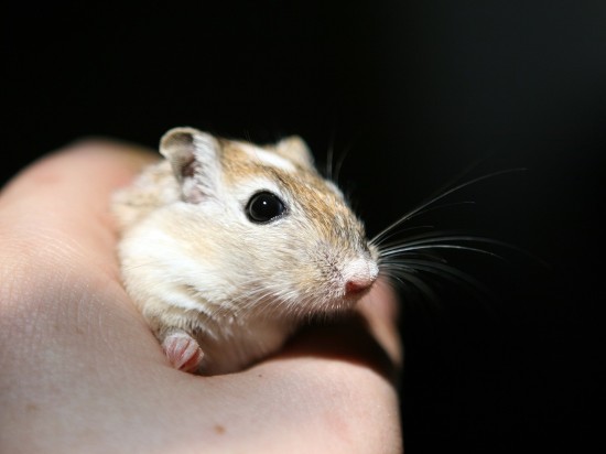 Owsiki u myszoskoczków