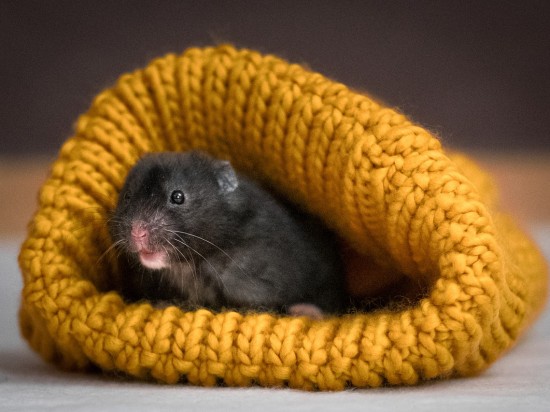 Czy chomiki zapadają w sen zimowy?