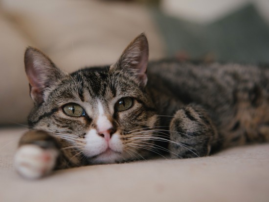 Gdy kot nie chce jeść