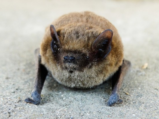 Nietoperze są niegroźne