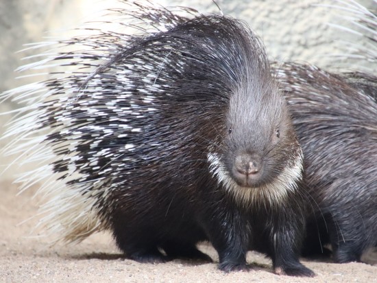Pięć fałszywych mitów o zwierzętach