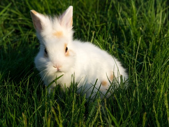 Zastój przewodu pokarmowego u królików