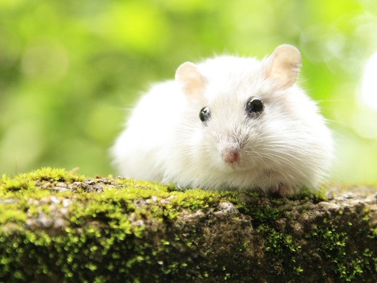 Czy chomik może wychodzić na dwór?