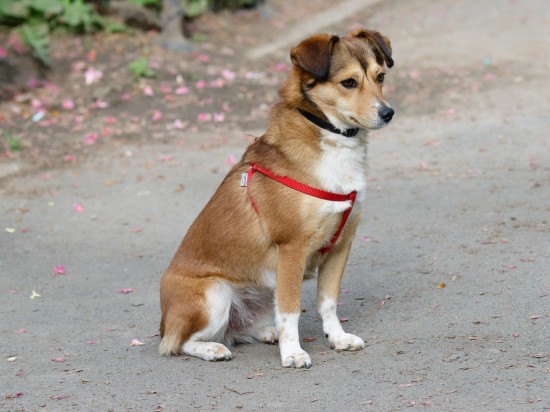 Jak wywołać wymioty u psa