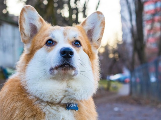 Zestaw pierwszej pomocy dla psa