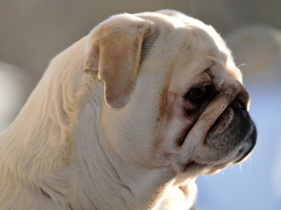 Objawy u psów wymagające wizyty u weterynarza