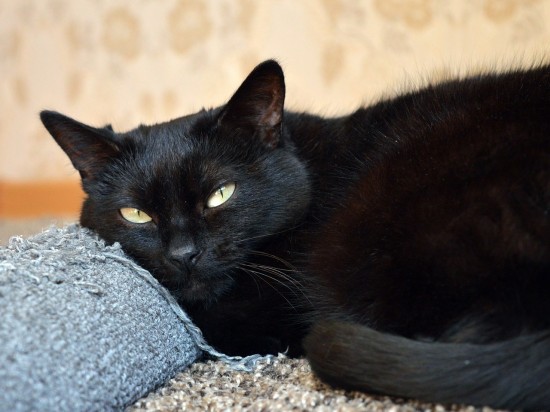 Dlaczego kot drapie meble?