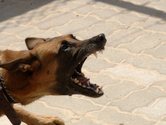 Jak postępować z obcym psem