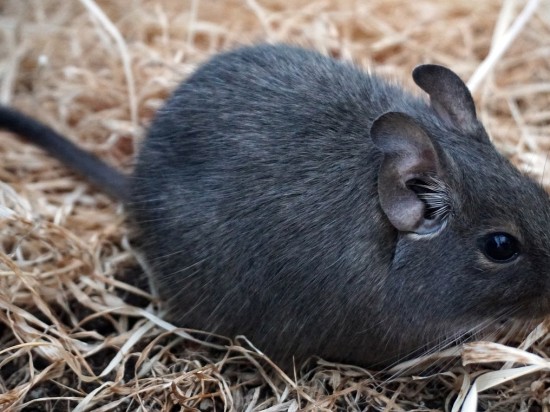 Zaćma związana z cukrzycą u koszatniczek