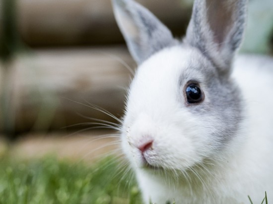 Mowa króliczego ciała