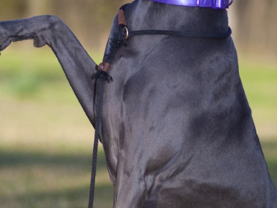 Jak nauczyć psa podstawowych komend