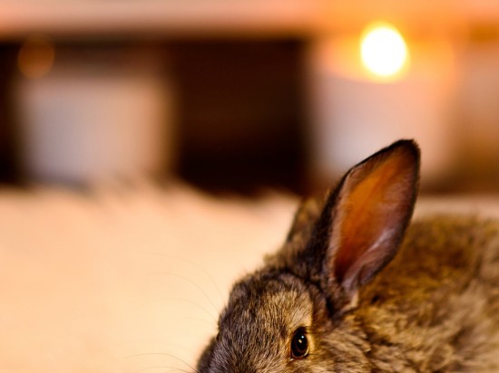 Dom niebezpieczny dla królika