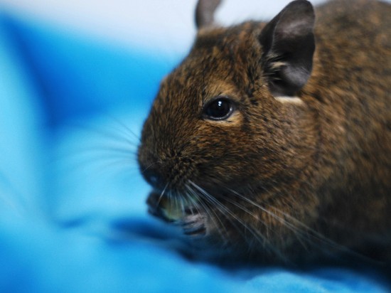 Suplementacja wapnia u koszatniczek