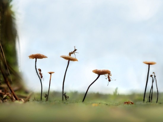 Tajemnica nawigacji mrówek