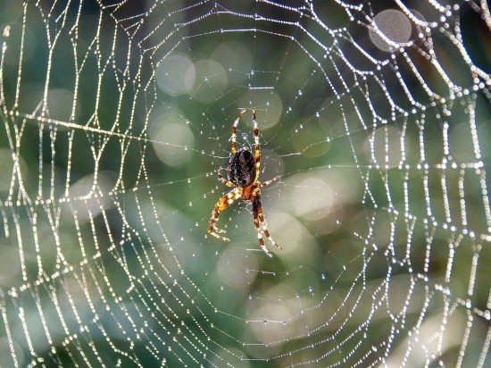 Tajemnice pajęczyny