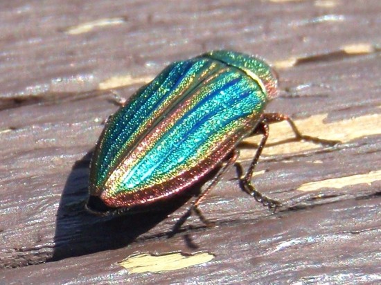 Długowieczny chrząszcz