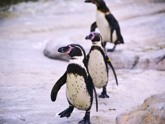 Jak pingwiny odsalają wodę
