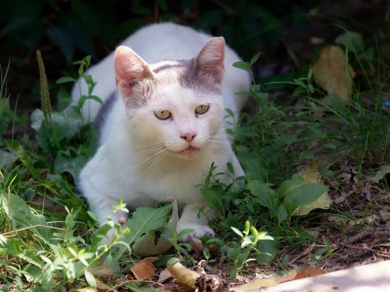 Dlaczego nie powinno się wypuszczać kota z domu?