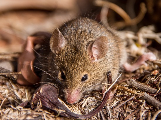 Rozmnażanie aż do śmierci