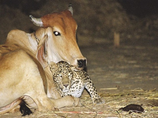 Niezwykła przyjaźń