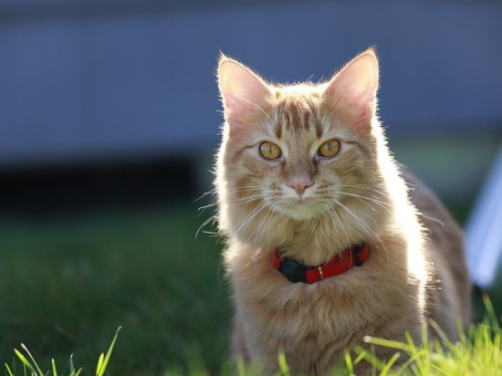 Niebezpieczne obróżki i pytania