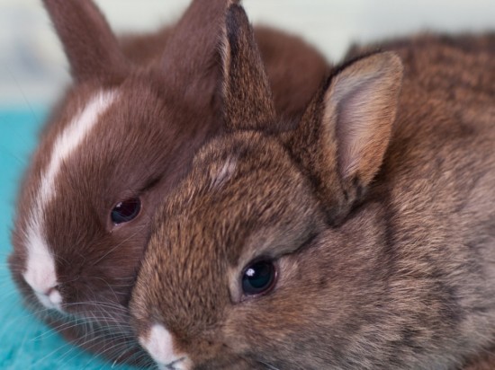 Pielęgnacja zębów i pazurów królika