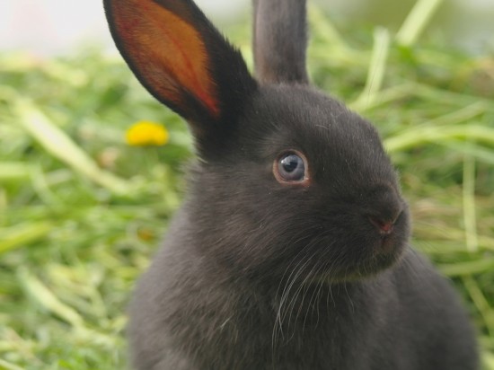 Pielęgnacja futra i uszu królika