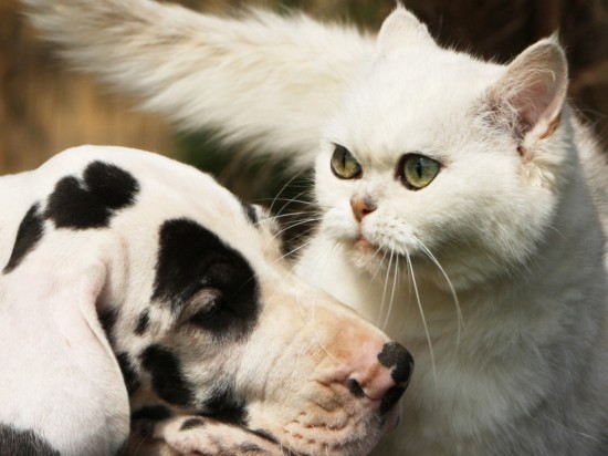 Jak oswoić psa z kotem?