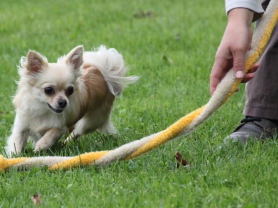 Jak bawić się z psem?