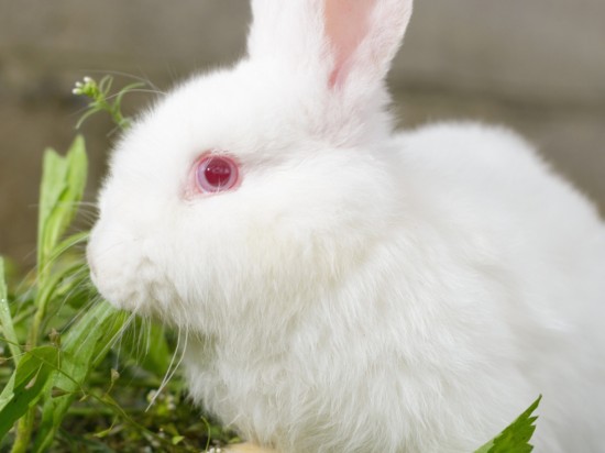 Sterylizacja i kastracja królika