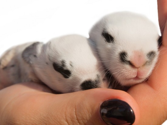 Opieka nad królikiem