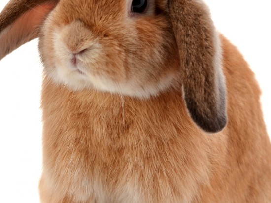 Wyprawka dla królika