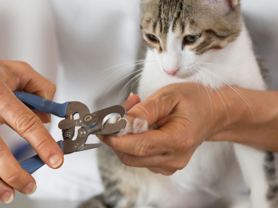 Obcinanie kocich pazurów
