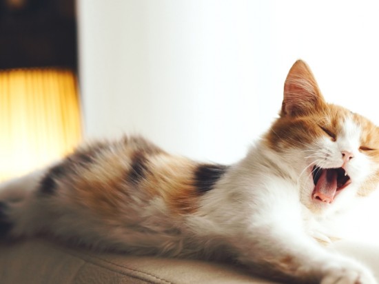 Uciążliwe miauczenie kota