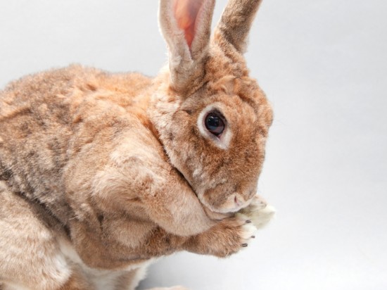 Grzybica u królików