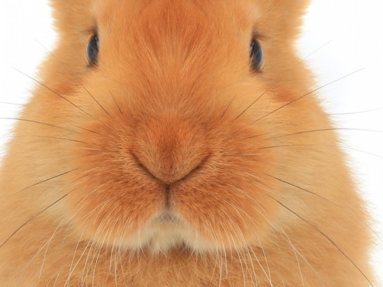 Zakaźny katar u królików