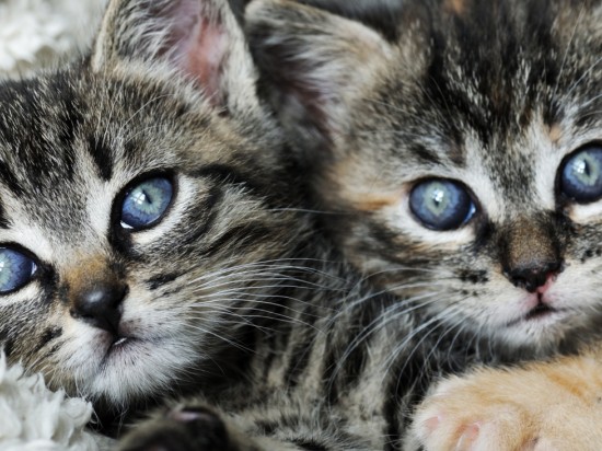 Co dwa koty to nie jeden