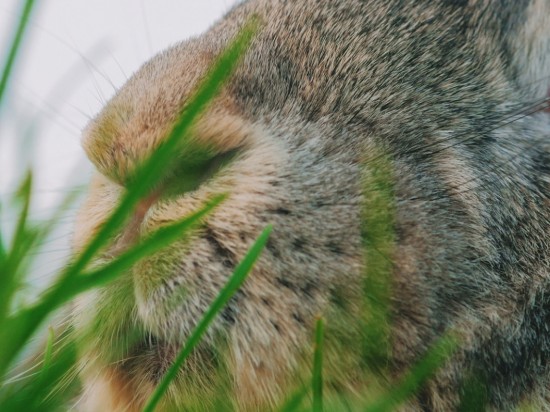 Stany zapalne oka u królików