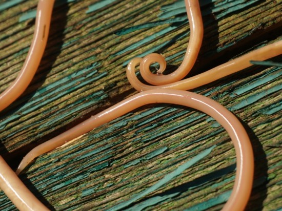 Glistnica - toksokaroza