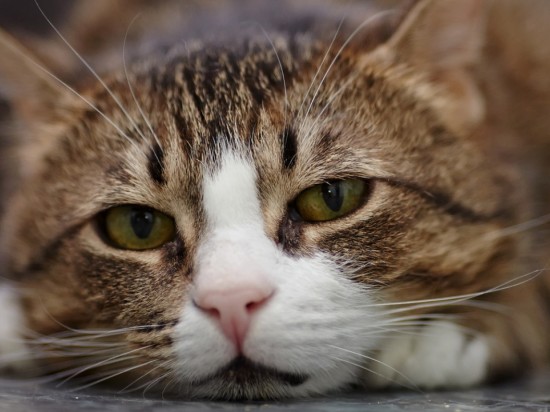 Choroba kociego pazura - bartoneloza