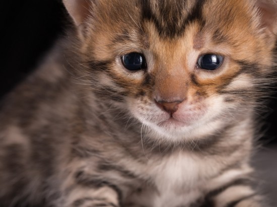 Poradnik dla właścicieli kociąt