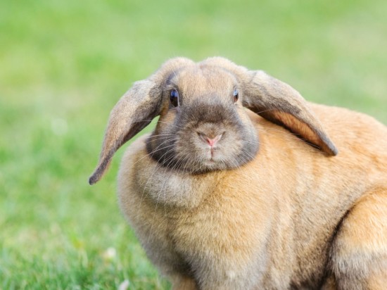 Dieta odchudzająca królika