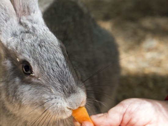 Skład diety królika